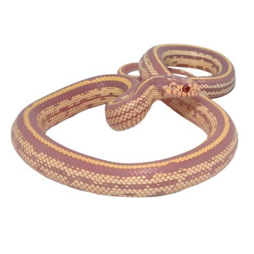 Albino Striped Californian King